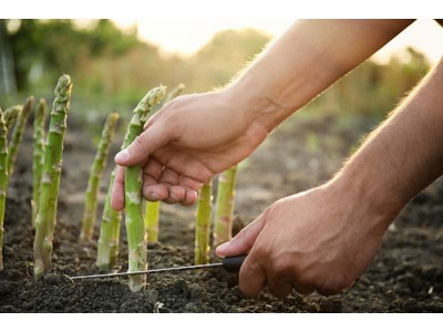 Спаржа (лат. Asparagus) найкращі способи приготування