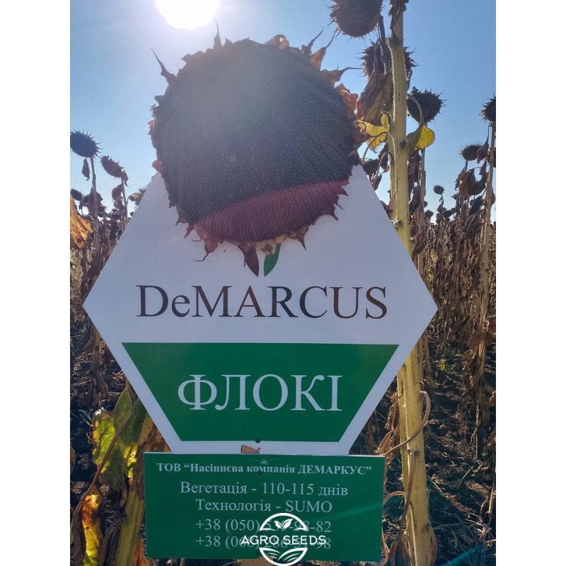 Насіння соняшнику гібрид ФЛОКІ, Україна - DeMARCUS