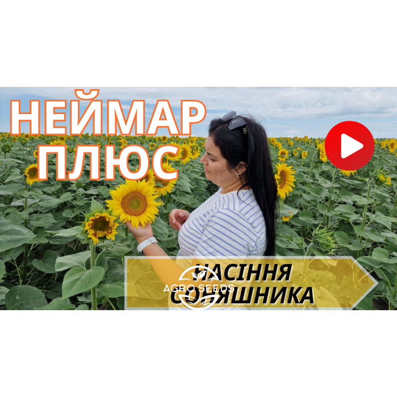 Насіння соняшнику гібрид Неймар Плюс, Україна - Соняшник