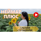Насіння соняшнику гібрид Неймар Плюс, Україна - Соняшник