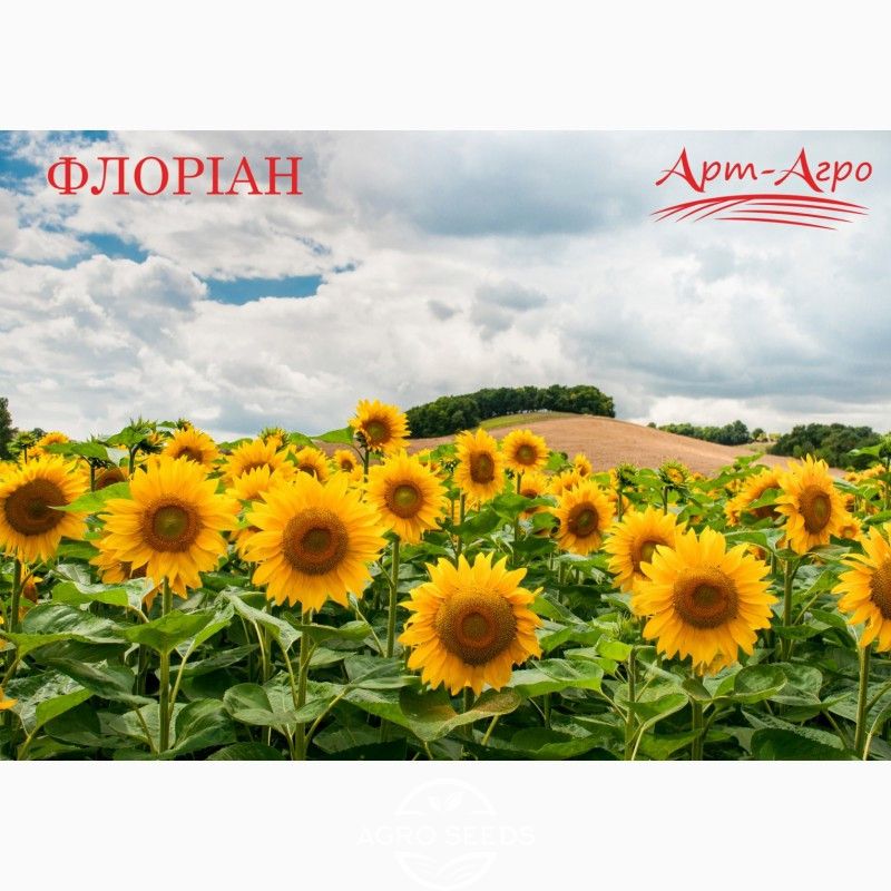 Насіння соняшнику гібрид Флоріан, Україна - Соняшник
