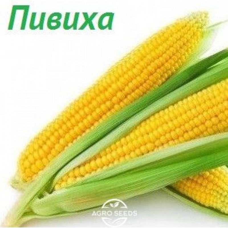 Насіння кукурудзи ДН Пивиха ФАО 180 Рост Агро - Рост Агро