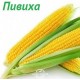 Насіння кукурудзи ДН Пивиха ФАО 180 Рост Агро - Рост Агро