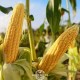 Гібрид кукурудзи МАТЕО ФАО 320, Україна - АРТ - АГРО