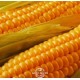 Насіння кукурудзи гібрид Маніфік ФАО 300, Україна - АГРО - РИТМ