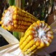 Насіння кукурудзи гібрид Марсель ФАО 280, Україна - АГРО - РИТМ