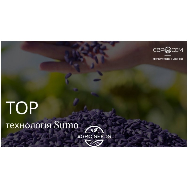 Насіння соняшнику гібрид Тор 7+ Сумо (Оптимум), Сербія - Соняшник