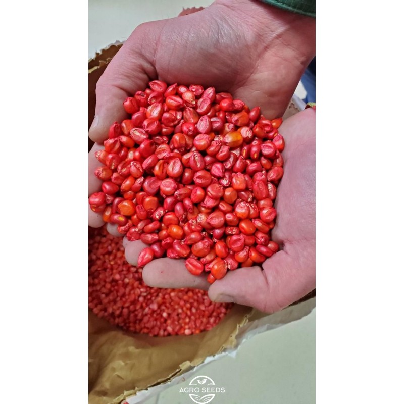 Насіння кукурудзи гібрид РУБЕН ФАО 300, Україна - АРТ - АГРО