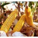 Насіння кукурудзи Вебер ФАО 420 Рост Агро - Рост Агро
