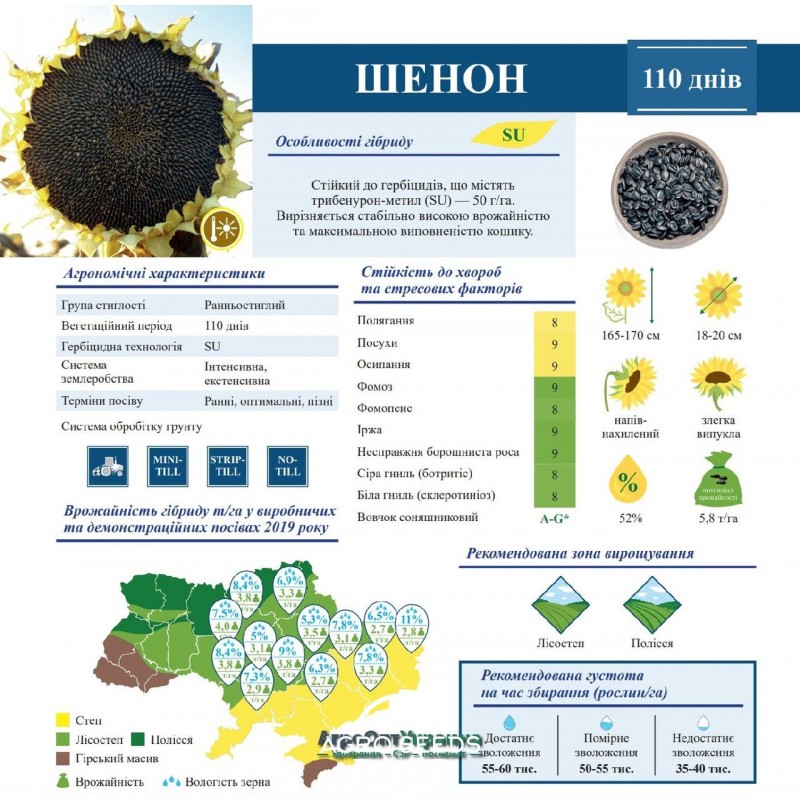 Насіння соняшника гібрид Шенон під гранстар, ТМ ВНІС, Україна - Гранстар