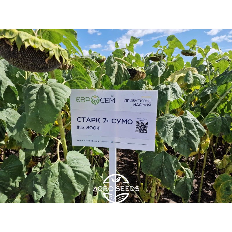 Насіння соняшника гібрид Старк 7+ Сумо (Оптимум), Сербія - Соняшник