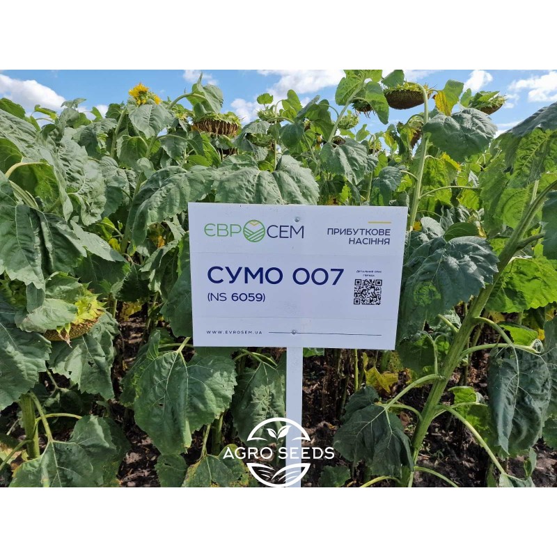Насіння соняшнику гібрид Сумо 007 (NS 6059)під гранстар, Оптимум, Сербія - Гранстар