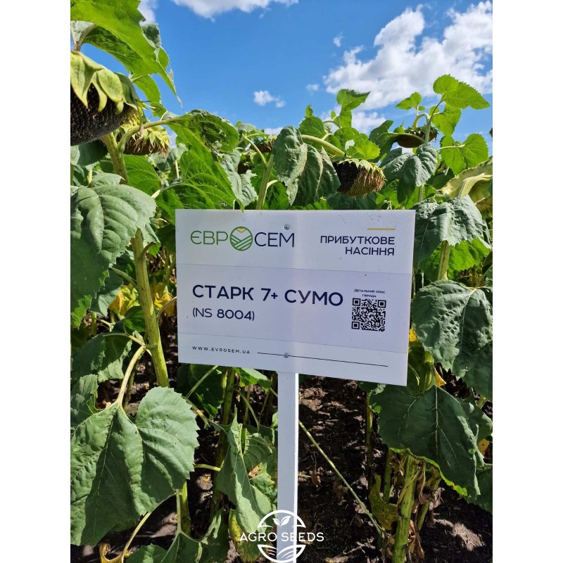 Насіння соняшнику гібрид Старк 7+ Сумо (Преміум) , Сербія - Соняшник